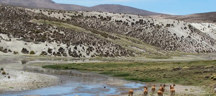 3 DAYS / 2 NIGHTS: ARICA - PUTRE - NATIONAL PARK LAUCA - LAKE CHUNGARA - NATIONAL RESERVE LAS VICUÃ‘AS - SALAR DE SURIRE - ARICA.