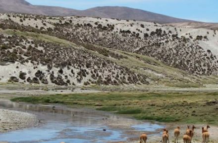 3 DAYS / 2 NIGHTS: ARICA - PUTRE - NATIONAL PARK LAUCA - LAKE CHUNGARA - NATIONAL RESERVE LAS VICUÃ‘AS - SALAR DE SURIRE - ARICA.